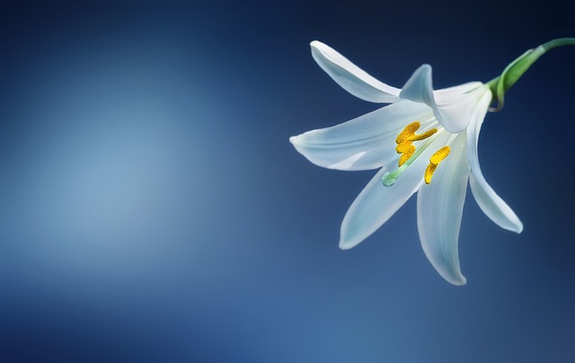 Van fotosynthese tot zaadontkieming: een diepe duik in de fascinerende wereld van planten, bloemen en zaden.